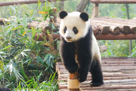 Where to go in China to see Pandas! 